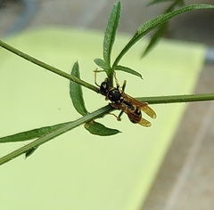 Polistes dominula
