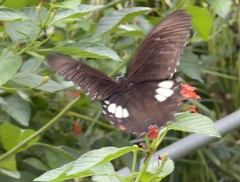 Papilio castor
