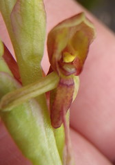 Disa reticulata