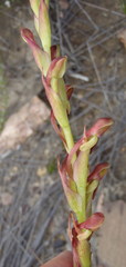 Disa reticulata