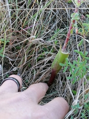 Lachenalia judithiae