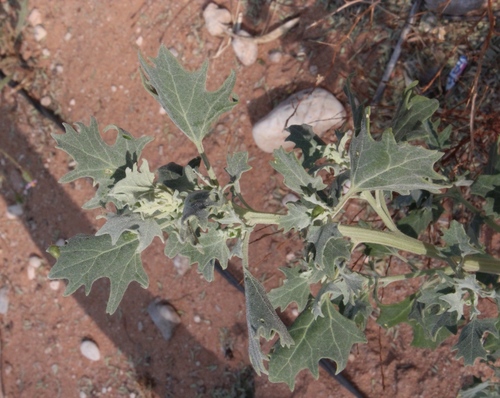 Ivy Goosefoot (Chenopodium hederiforme)