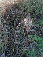 Lachenalia judithiae