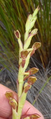 Disa reticulata