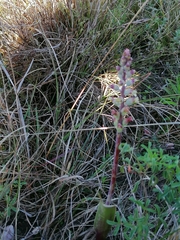 Lachenalia judithiae