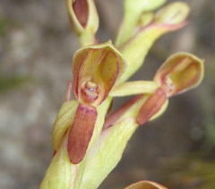 Disa reticulata