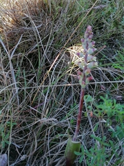 Lachenalia judithiae