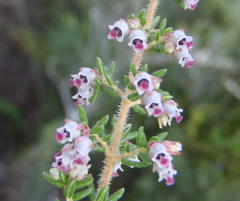 Erica hispidula hispidula
