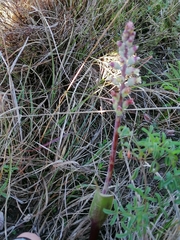 Lachenalia judithiae
