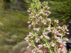 Erica hispidula hispidula