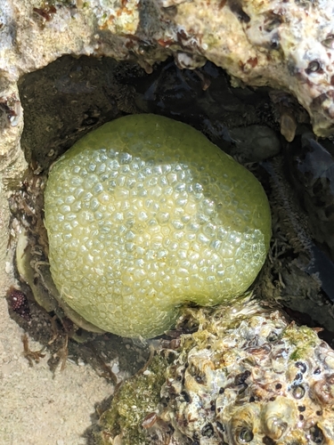Image of Green Bubble Seaweed (Dictyosphaeria cavernosa) by (c) Eric Knight, some rights reserved (CC BY)