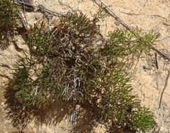 Nanobubon capillaceum