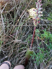 Lachenalia judithiae