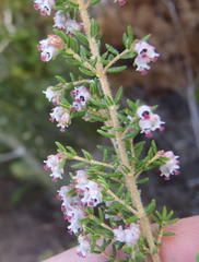 Erica hispidula hispidula