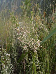 Erica hispidula hispidula