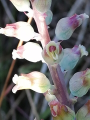 Lachenalia judithiae