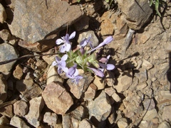 Lapeirousia pyramidalis pyramidalis
