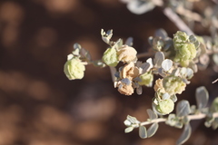 Atriplex lindleyi lindleyi