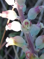 Lachenalia judithiae