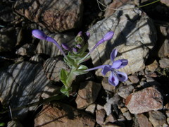 Lapeirousia pyramidalis pyramidalis