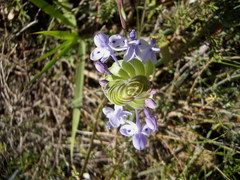 Lapeirousia pyramidalis pyramidalis