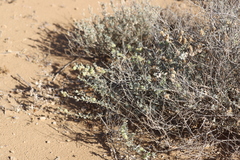 Atriplex lindleyi lindleyi