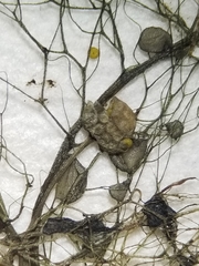 Utricularia geminiscapa