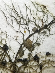 Utricularia geminiscapa