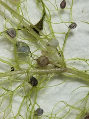 Utricularia geminiscapa