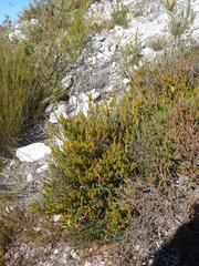 Erica viridiflora viridiflora