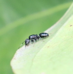 Camponotus