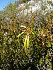 Erica viridiflora viridiflora