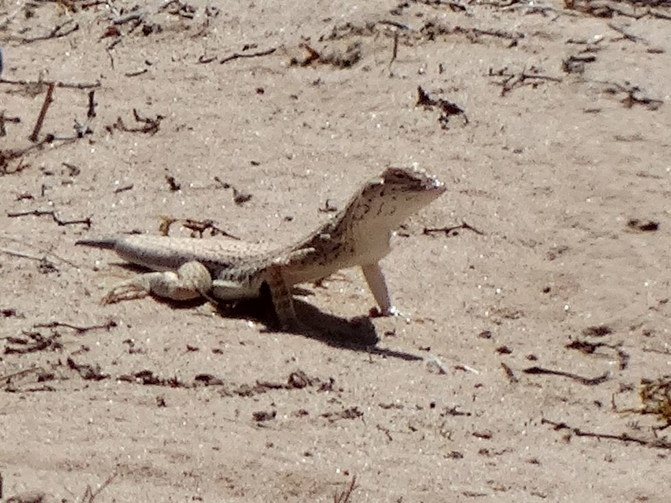 Mohawk Dunes Fringe-toed Lizard