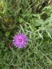 Centaurea nigra