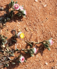 Helichrysum argyrosphaerum