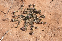 Helichrysum argyrosphaerum