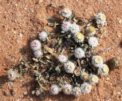 Helichrysum argyrosphaerum