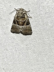 Meropleon diversicolor