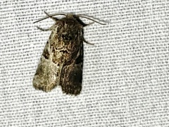 Meropleon diversicolor