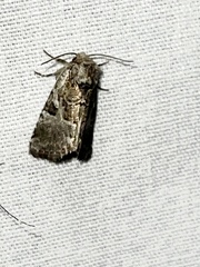 Meropleon diversicolor