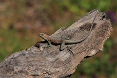 Ctenophorus vadnappa