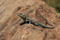 Ctenophorus vadnappa