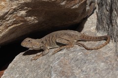 Ctenophorus vadnappa