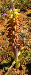 Lachenalia mutabilis
