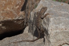 Ctenophorus vadnappa