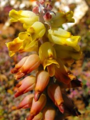 Lachenalia mutabilis