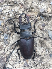 Lucanus cervus