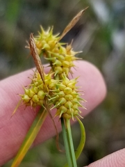 Carex cryptolepis