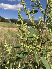 Cyclachaena xanthiifolia