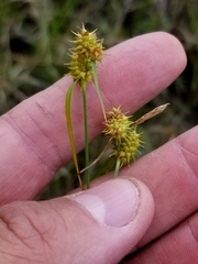 Carex cryptolepis